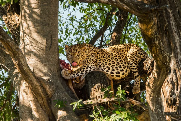 Leopardätande Antilop Moremi Spelreserv Botswana — Stockfoto