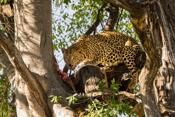 Luipaard Met Prooi Boom Moremi Wildreservaat Botswana — Stockfoto