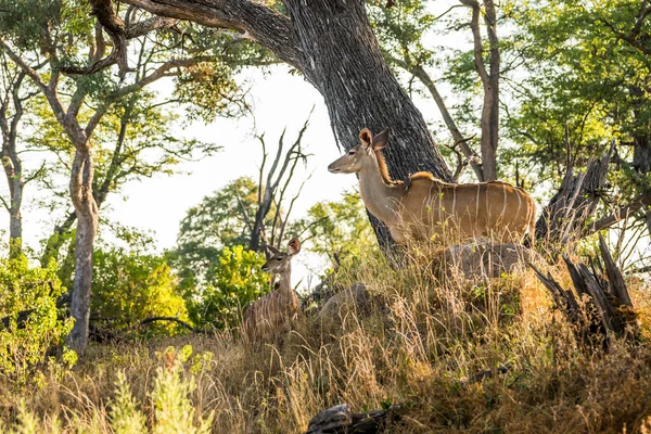 Twee Vrouwelijke Grote Kudu Antilopen Het Bos Van Okavango Delta — Stockfoto