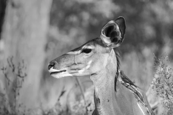 Photo Noir Blanc Tête Féminine Grand Kudu Réserve Naturelle Moremi — Photo