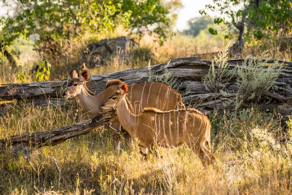 Dos Hembras Del Gran Kudu Madre Ternera Pie Arbusto Africano — Foto de Stock