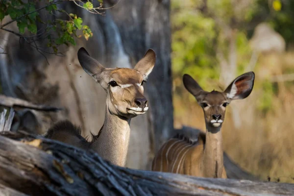 Kudu Moeder Met Kalf Het Bos Van Moremi Wildreservaat Een — Stockfoto