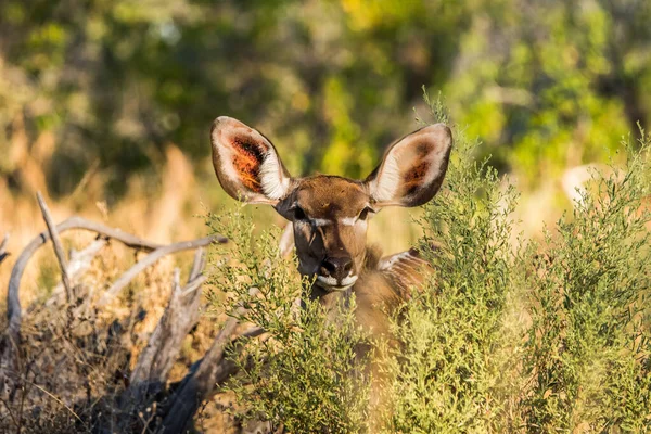Mulher Cabeça Grande Kudu Reserva Jogo Moremi Okavango Delta Botsuana — Fotografia de Stock