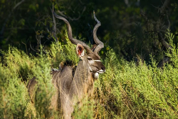 Kudu Stier Staat Afrikaanse Struik Moremi Wildreservaat Okavango Delta Botswana — Stockfoto