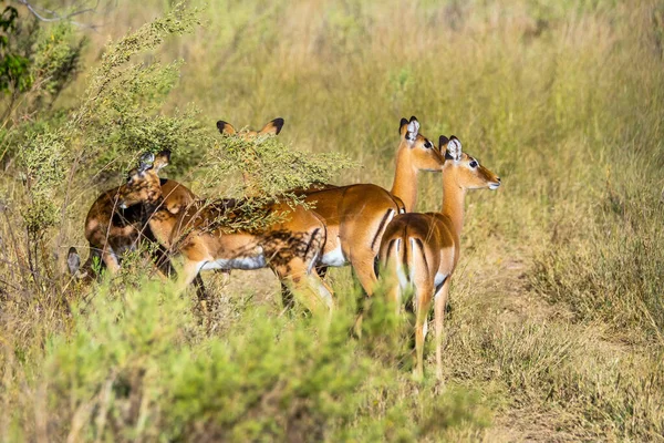 Grupa Kobiet Impala Stojąca Afrykańskiej Sawannie Rezerwat Gry Moremi Botswana — Zdjęcie stockowe