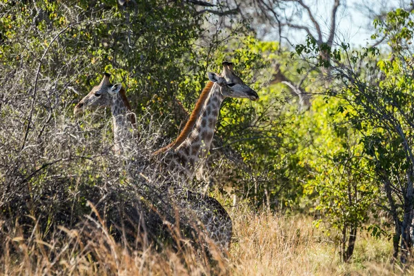 Girafas Arbusto Africano Reserva Jogo Moremi Botsuana — Fotografia de Stock