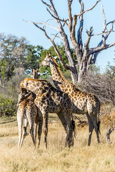 Touros Girafa Luta Sparring Reserva Jogo Moremi Botsuana — Fotografia de Stock