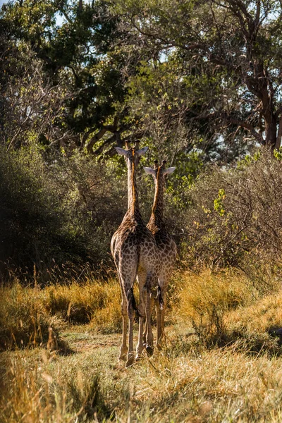 Vista Traseira Duas Girafas Floresta Africana Moremi Reserva Jogo Botsuana — Fotografia de Stock