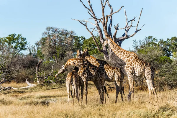Grupo Girafas Mato Africano Reserva Jogo Moremi Botsuana — Fotografia de Stock