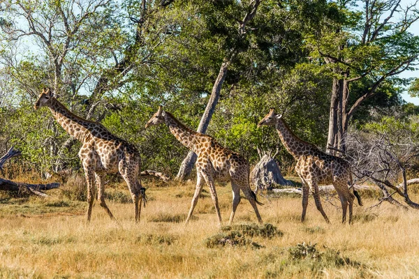 Gruppo Giraffe Che Camminano Tra Cespugli Africani Riserva Caccia Moremi — Foto Stock