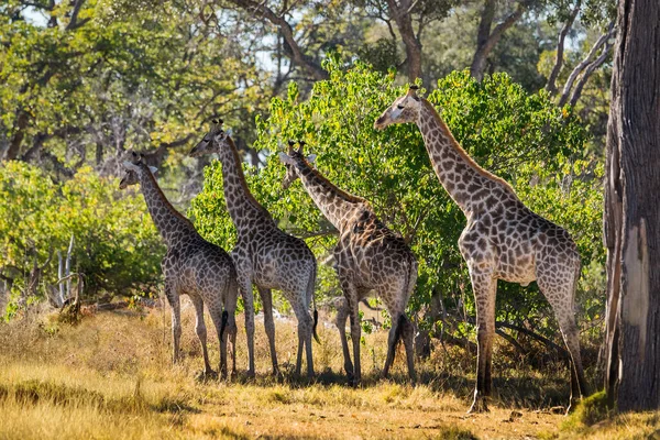 Uma Manada Girafa Arbusto Africano Reserva Jogo Moremi Botsuana — Fotografia de Stock