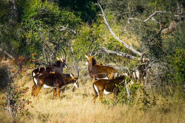 Стадо Рідкісних Антилоп Hippotragus Niger Африканському Лісі Дельта Окаванго Ботсвана — стокове фото