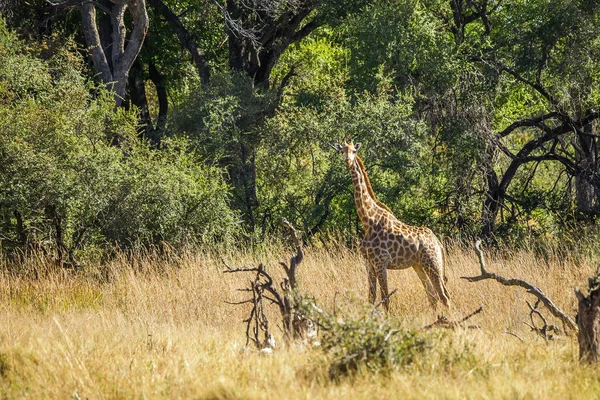 Vista Traseira Girafa Floresta Africana Moremi Reserva Jogo Botsuana África — Fotografia de Stock