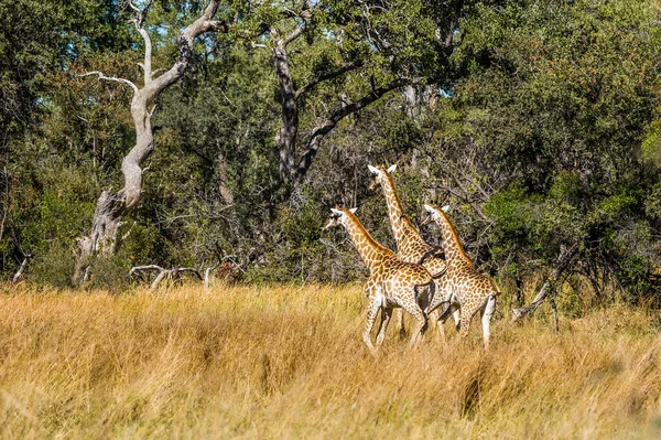 Girafas Correndo Floresta Africana Reserva Jogo Moremi Botsuana — Fotografia de Stock