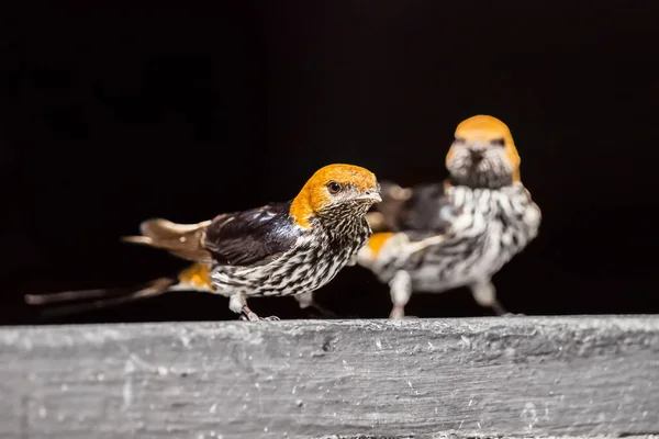 Dois Sentado Menos Listrado Engolir — Fotografia de Stock