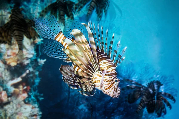 Exotic Tropical Devil Firefish Common Lionfish Pterois Miles Two Oceans — Stock Photo, Image