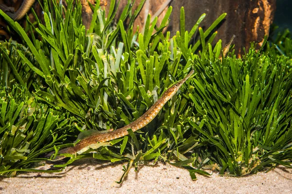 Langsnuit Pijpvis Stigmatopora Macropterygia Onder Groene Algen — Stockfoto