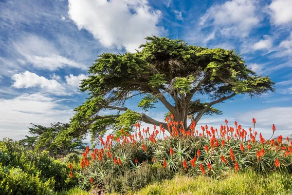 Schöne Bunte Landschaft Der Provinz Westkap Südafrika Blühende Rote Aloe — Stockfoto