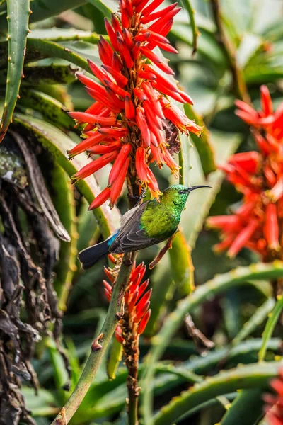 Südlicher Doppelhalssonnenvogel Cinnyris Chalybeus Thront Auf Einer Aloe Blume — Stockfoto