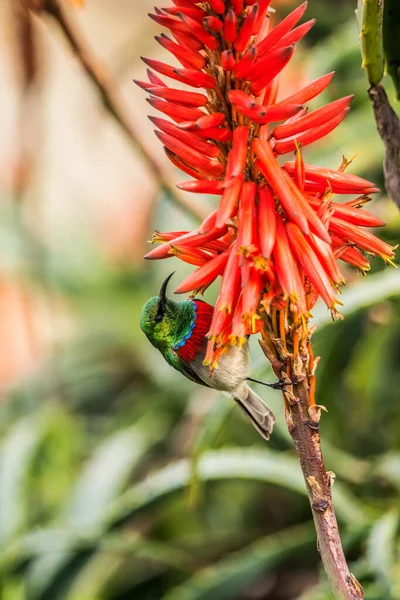 Südlicher Doppelhalssonnenvogel Cinnyris Chalybeus Auf Aloe Blüte — Stockfoto