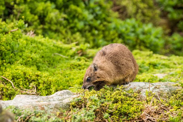 바위너구리 바위너구리 Procavia Capensis — 스톡 사진