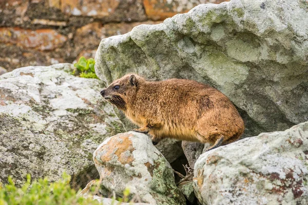 바위에 바위너구리 Procavia Capensis — 스톡 사진