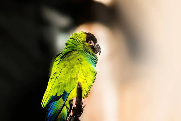Portret Papugi Nanday Aratinga Nenday Gładkim Tle Widok Profilu — Zdjęcie stockowe
