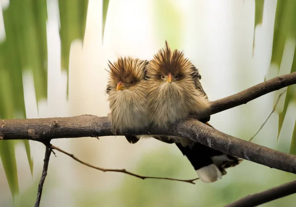 Couple Coucou Guira Perché Sur Une Branche Arbre — Photo