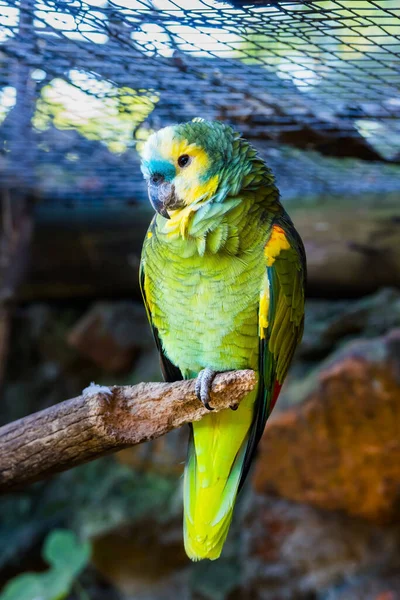 Hayvanat Bahçesinde Mavi Önlü Amazon Amazona Aestiva Xanthopteryx — Stok fotoğraf