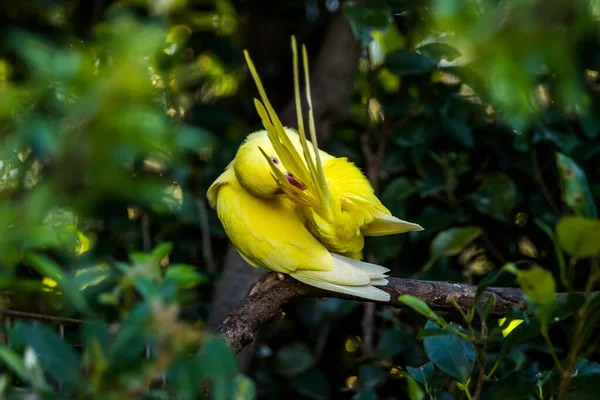 Sarı Hint Halka Boyunlu Muhabbet kuşu tüylerini tımar ediyor.