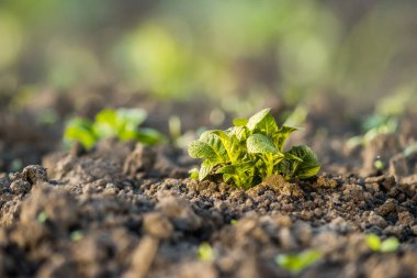 Toprakta yetişen genç, güçlü ve sağlıklı patates. fabrika yakın çekim