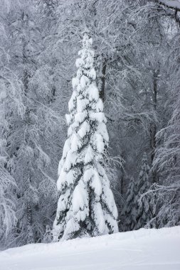 Genç bir köknar ağacı kış ormanlarında karla kaplıdır..
