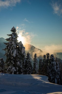 Akşamları mavi gökyüzüne karşı dağ yamacındaki çam ormanı karla kaplıydı. Rusya, Sochi yakınlarındaki Krasnaya Polyana kayak merkezi.