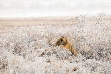Afrika 'nın kurak çalılıklarında yatan dişi aslan. Afrika, Namibya 'daki Etosha Ulusal Parkı