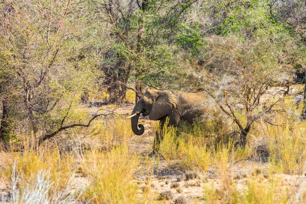 Egy Magányos Afrikai Sivatagi Elefánt Sétál Aszálybokorban Brandberg Hegyvidékén Namíbiában — Stock Fotó