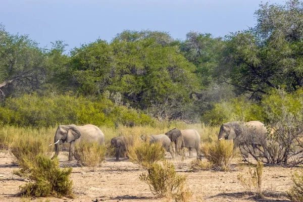 Namíbiai Sivatagi Elefántok Sétálnak Szárazság Bokor Ellen Nagy Zöld Fák — Stock Fotó