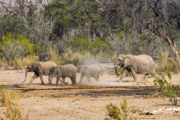 Egy Csapat Sivatagi Elefánt Fut Száraz Évszakban Nagy Aszály Alatt — Stock Fotó