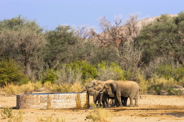 Grupo Elefantes Del Desierto Africanos Bebiendo Pozo Agua Artificial Zona — Foto de Stock