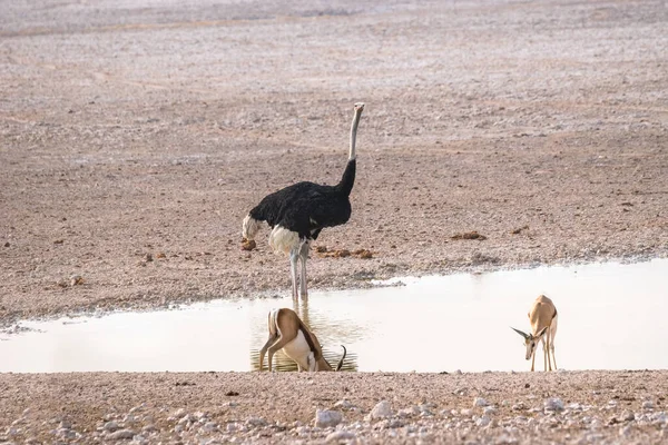 Hím Struccok Ugródeszkák Víznyelőnél Etosha Nemzeti Park Namíbia — Stock Fotó
