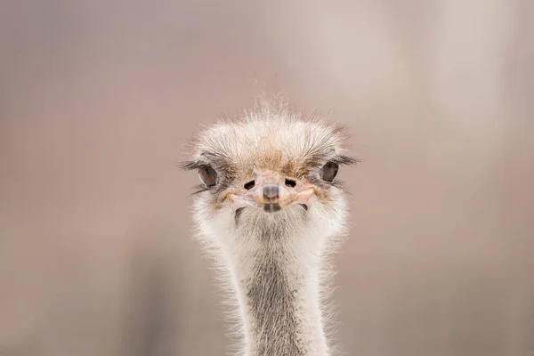 Parlak arka planda devekuşu kafası ve boynu.