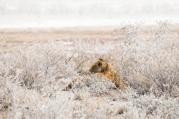 雌ライオンは干ばつのアフリカの茂みに横たわっています アフリカのナミビアにあるエトーシャ国立公園 — ストック写真