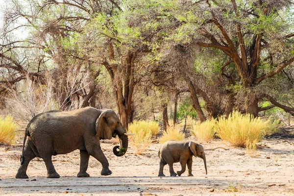 African desert elephants, mother and calf, walking away in the forest of Brandberg mountain area, Namibia.