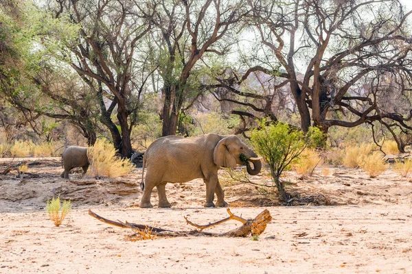 Elefantes Del Desierto Africanos Bajo Grandes Árboles Bosque Zona Montañosa — Foto de Stock