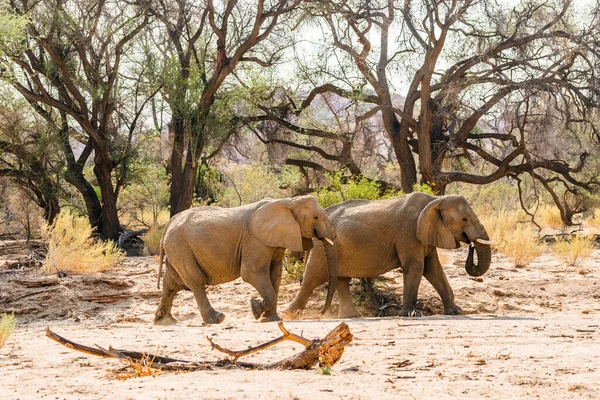 Két Elefánt Sétál Afrikai Bokorban Brandberg Hegyvidéki Terület Namíbia — Stock Fotó