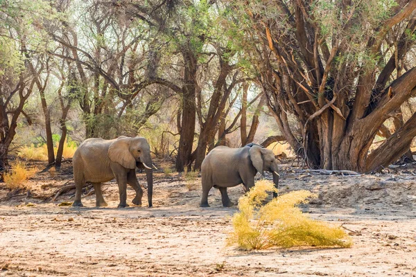 Two african desert elephants walking in the forest of Brandberg mountain area, Namibia.