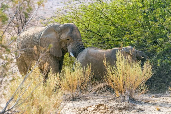 两只沙漠象 母象和小象 正在觅食 小象在旱季吃着布兰登贝格山区的相思树叶子 纳米比亚 免版税图库照片