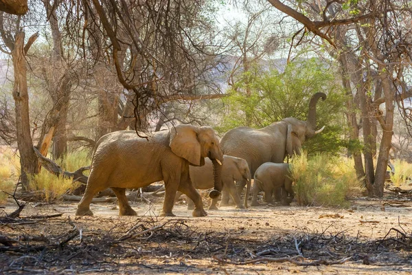 Группа Пустынных Слонов Кормится Леса Брандберга Сухой Сезон Лицензионные Стоковые Изображения