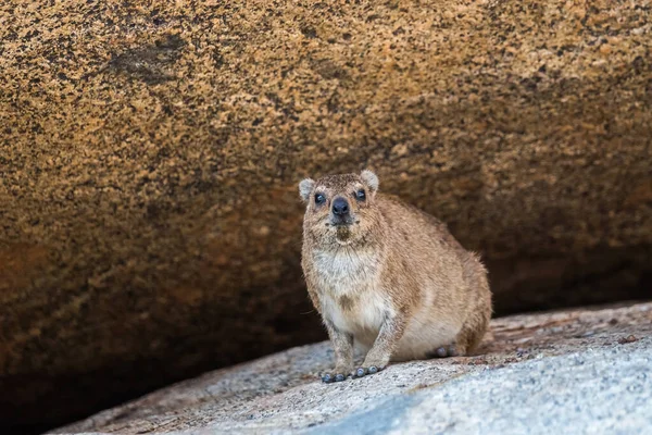 Каменная Гиракса Скальный Барсук Procavia Capensis Сидящий Гранитных Скалах Лицензионные Стоковые Фото