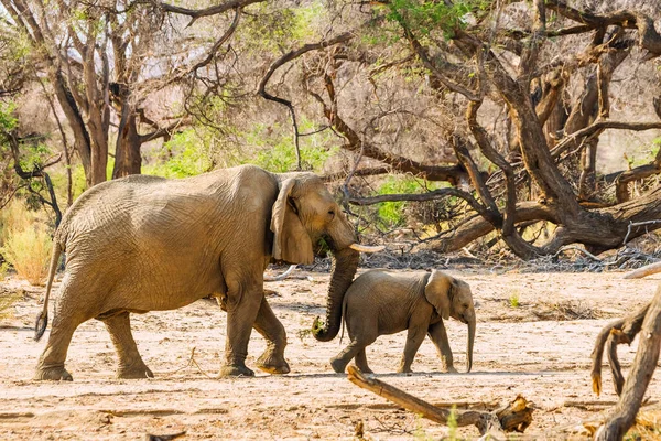 非洲沙漠象 母象和小象 在纳米比亚布兰登贝格山区的森林中行走 免版税图库图片