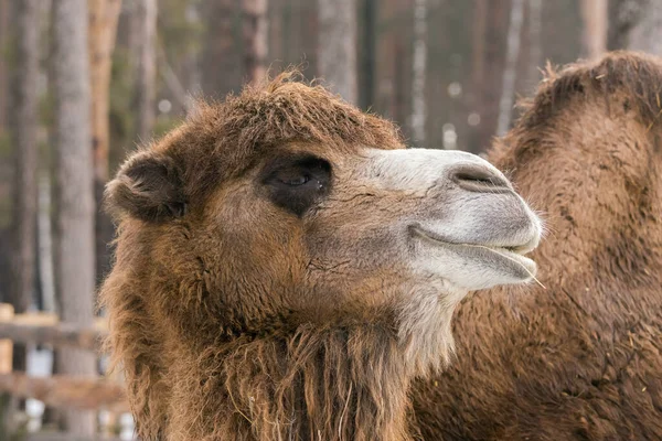 Close View Bactrian Camel Camelus Bactrianus Head — Stock Photo, Image